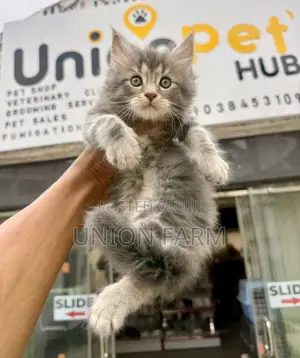 1-3 months Male Purebred Maine Coon