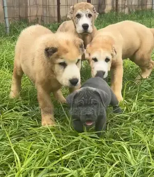 1-3 months Male Purebred Cane Corso