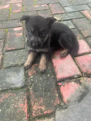 1-3 months Female Purebred German Shepherd