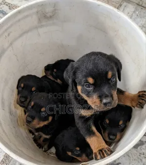1-3 months Male Purebred Rottweiler