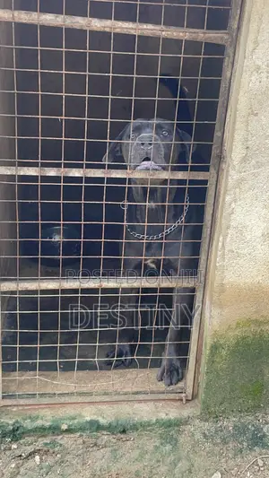 1+ year Male Purebred Cane Corso