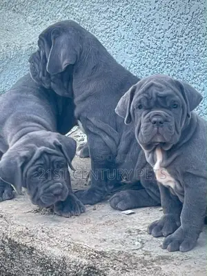 1-3 months Female Purebred Neapolitan Mastiff