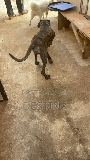 1+ year Female Purebred Cane Corso