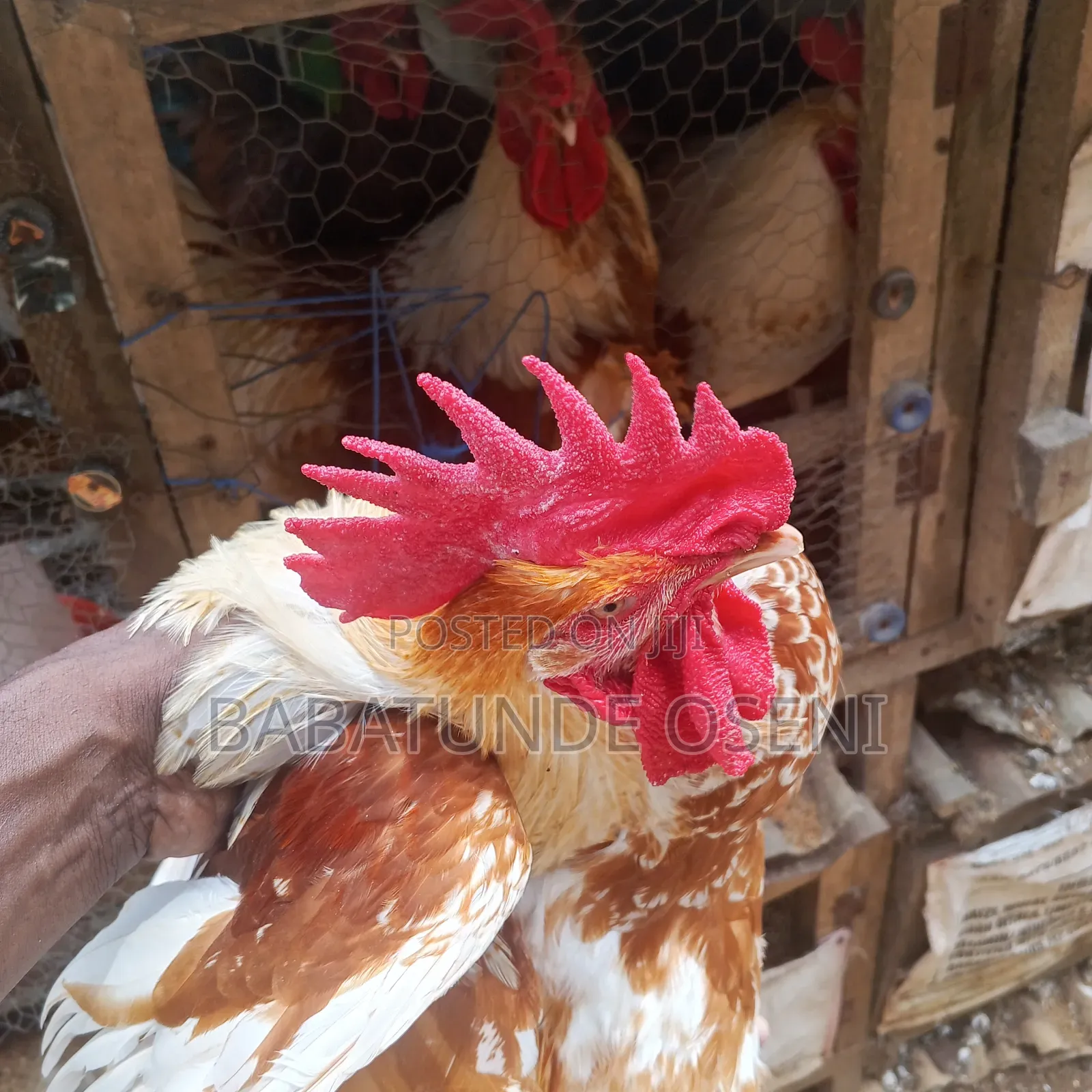 Cockreal 2.5kg