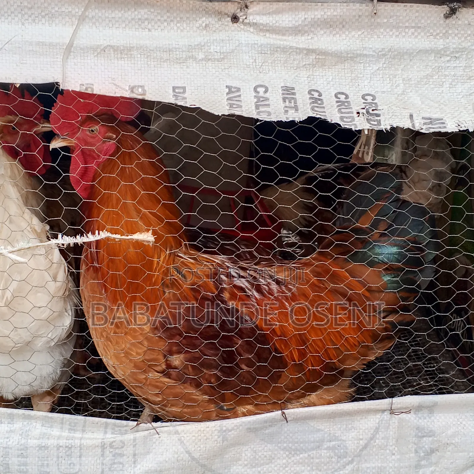 Cockreal 2.5kg