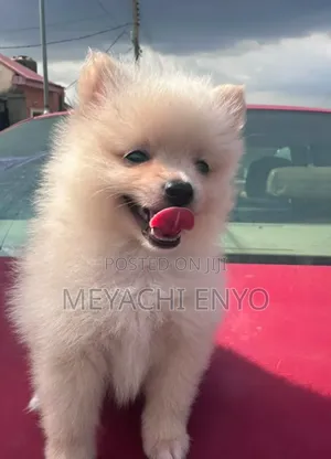 1-3 months Male Purebred Pomeranian
