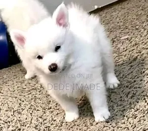 1-3 months Female Purebred American Eskimo