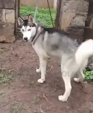 1+ year Male Purebred Siberian Husky