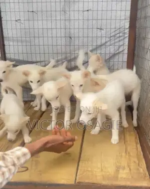 1-3 months Female Purebred American Eskimo