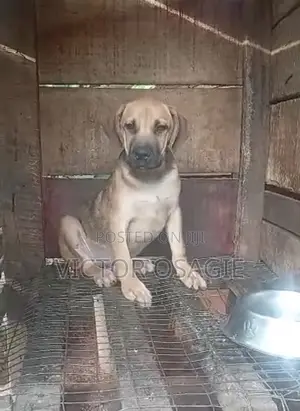 3-6 months Male Purebred Boerboel