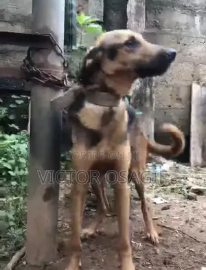 1+ year Male Purebred German Shepherd