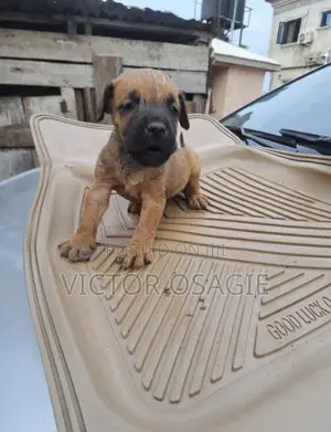 1-3 months Female Purebred Boerboel
