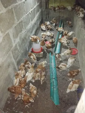 6 Weeks Chi ISA Brown Pullet