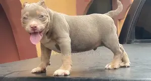 1-3 months Male Purebred American Bully
