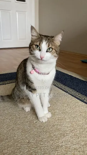1-3 months Female Purebred Cat