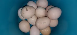 Guinea Fowl Egg