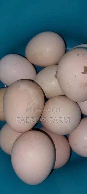 Guinea Fowl Egg