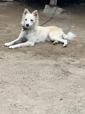 6-12 months Female Purebred American Eskimo