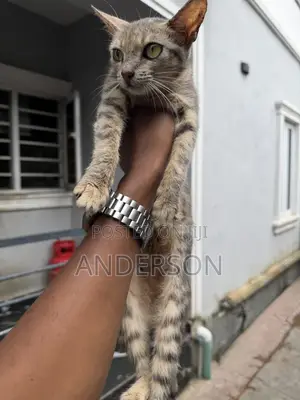 1+ year Female Mixed Breed Cat