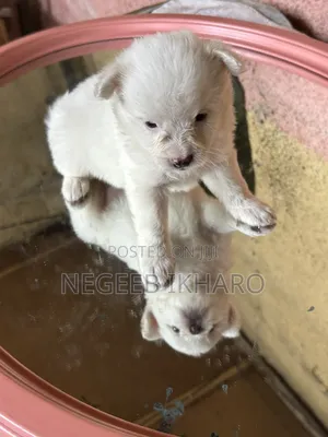 1-3 months Male Purebred American Eskimo