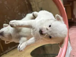 1-3 months Male Purebred American Eskimo