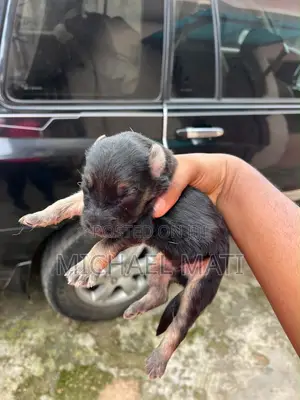 0-1 month Female Purebred German Shepherd