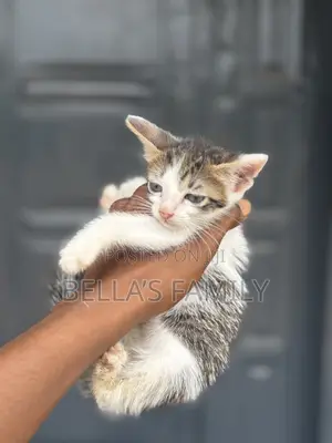 1-3 months Male Purebred Tabby