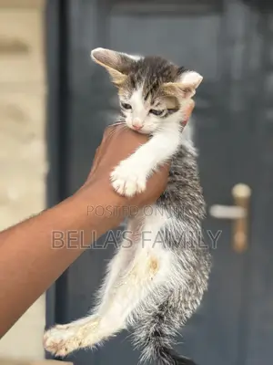 1-3 months Male Purebred Tabby