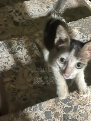 3-6 months Female Purebred Tabby