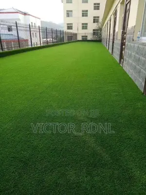 Affordable Carpet Grass in Bulk
