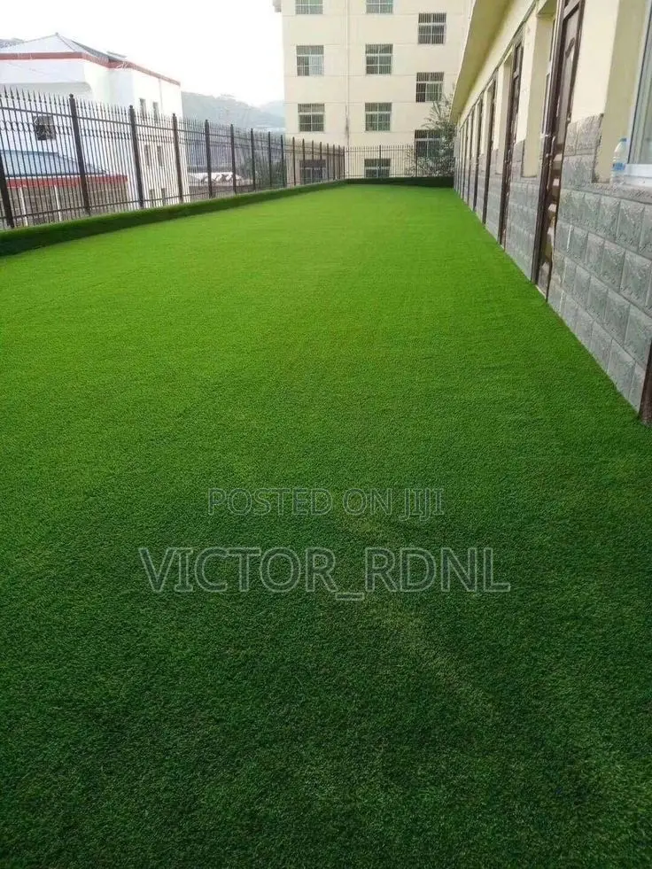 Affordable Carpet Grass in Bulk