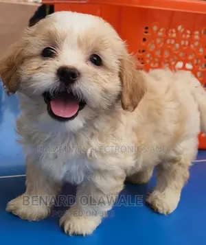 1-3 months Female Purebred Lhasa Apso