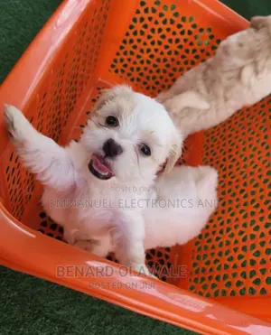 1-3 months Male Purebred Lhasa Apso
