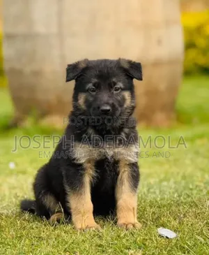 1-3 months Female Purebred German Shepherd