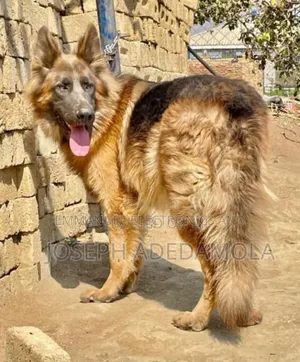 1+ year Female Purebred German Shepherd