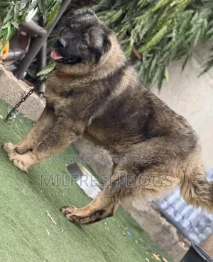 1+ year Female Purebred Caucasian Shepherd