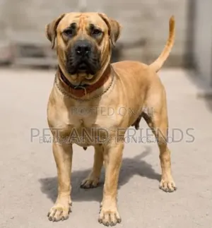 1+ year Female Purebred Boerboel