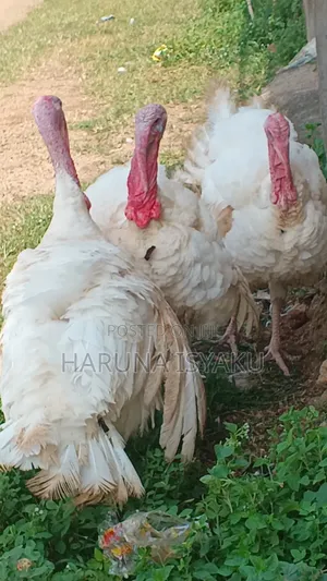 Foreign Turkey, 15kg Weight