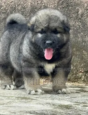 1-3 months Female Purebred Caucasian Shepherd