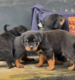 1-3 months Male Purebred Rottweiler