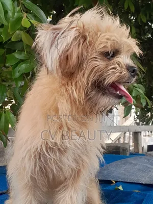 1-3 months Female Mixed Breed Shih Tzu