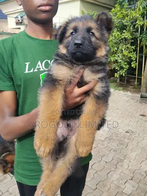 1-3 months Male Purebred German Shepherd