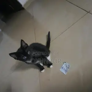 1-3 months Female Mixed Breed Tabby