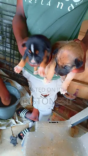 1-3 months Male Purebred Basenji