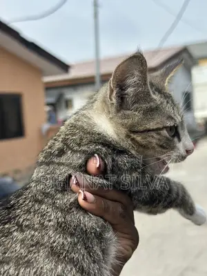 1-3 months Male Mixed Breed Tabby