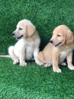 1-3 months Male Purebred Golden Retriever