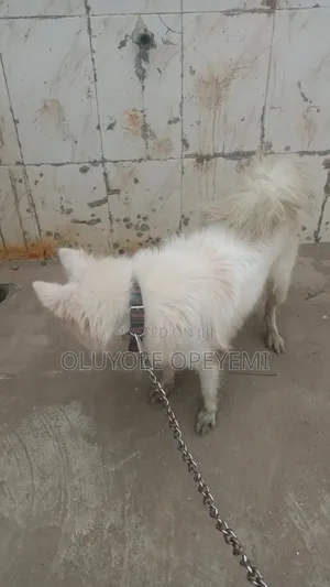 6-12 months Male Purebred American Eskimo