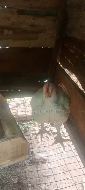 Selling of Chicken