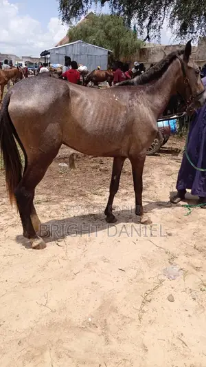 Beautiful Horse for Sale – Healthy Ready to Go