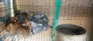 Imported Chinchilla Rabbit Sales